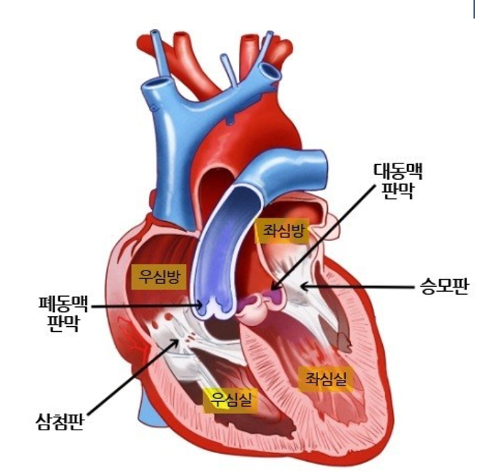 [간호조무사][해부생리] 심장판막의 기능