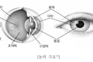 우리의 눈(eye)이 2개인 이유?! ( 도형 속의 IDEA )