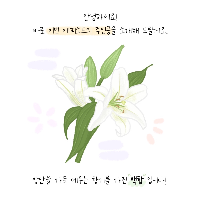 고터꽃시장 꽃시리즈 26 : 백합