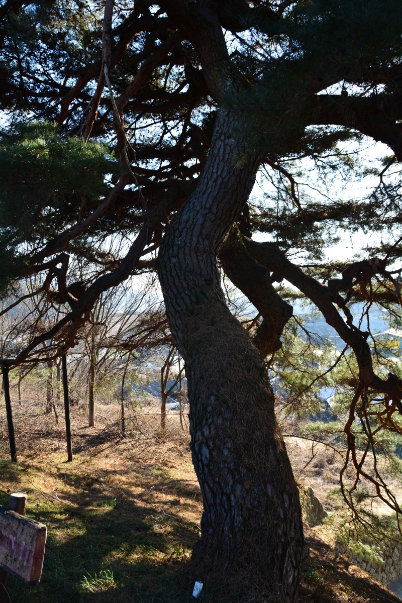 천년의 기억, 천연기념물 나무 기행(212)-안동 하회마을 만송정 숲(3)-만송정 숲과 백년대계