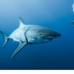 SHARKS: Your ultimate guide to these awesome apex predators.