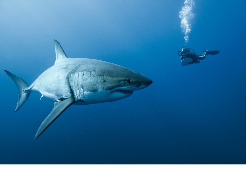 SHARKS Your ultimate guide to these awesome apex predators.