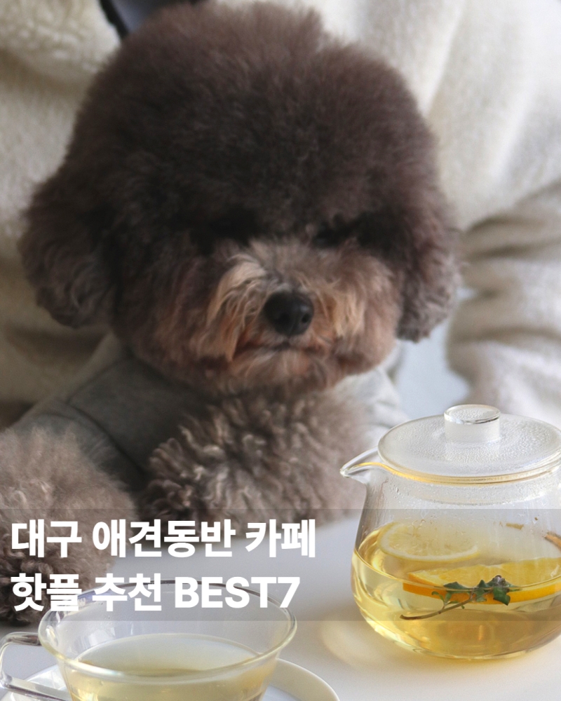 대구 애견동반 카페 추천 9곳