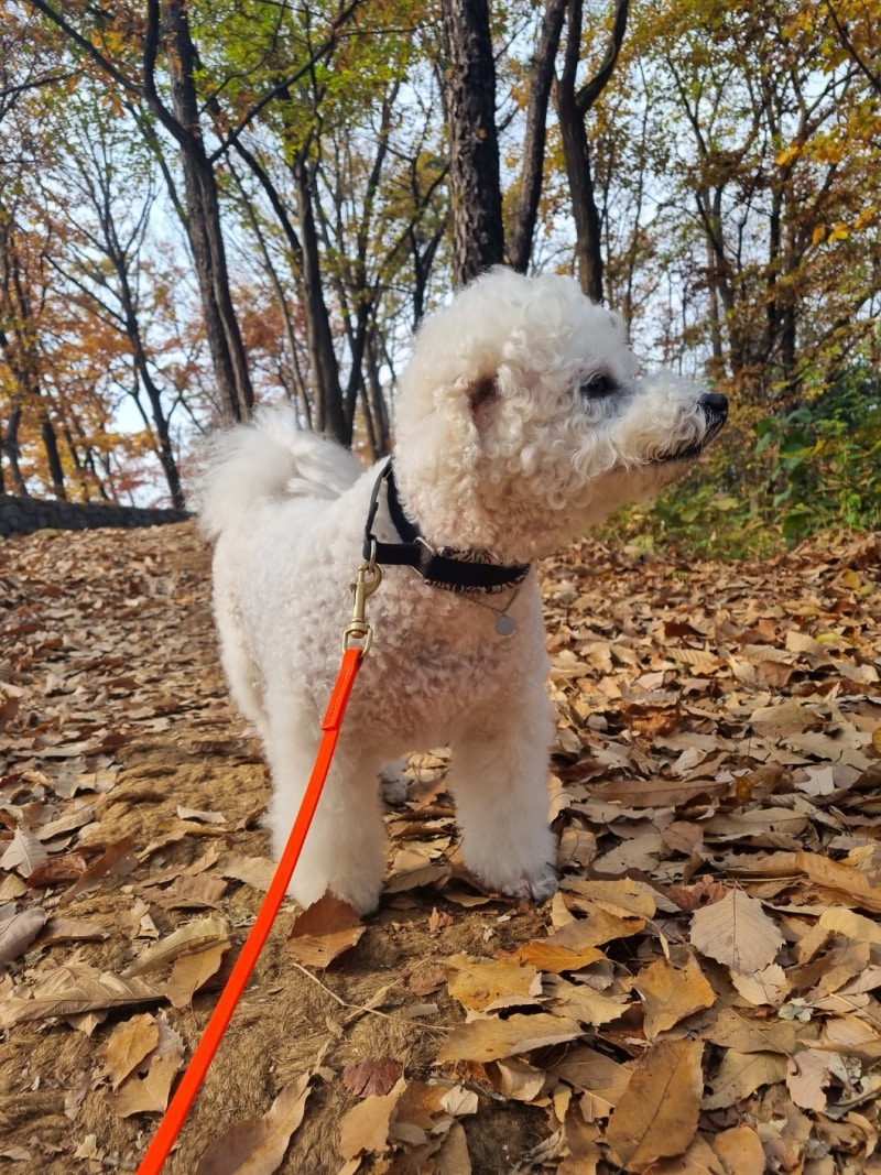 마이알레 과천빌리지카페 8