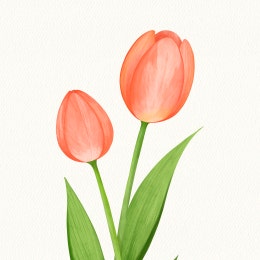 [수업안] 맑은 수채화 느낌 튤립 그리기